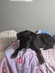 Lost Male Dog last seen Mounts Park, Maineville, OH 45039