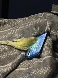 Lost Male Other last seen Bh11 8LE, Bournemouth, Christchurch and Poole, England BH11 8LE