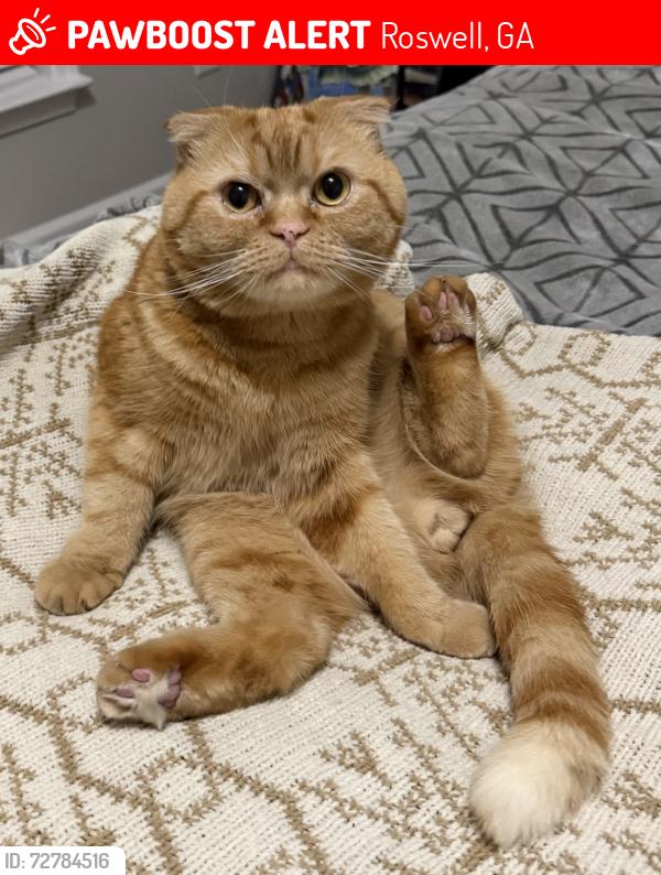 Lost Male Cat last seen Near Merrimont way Roswell ga , Roswell, GA 30075