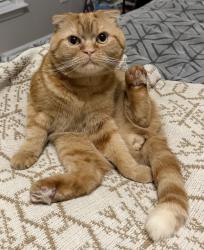 Lost Male Cat last seen Near Merrimont way Roswell ga , Roswell, GA 30075