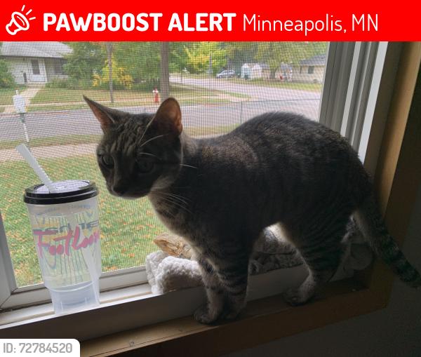 Lost Female Cat last seen 2nd st ne, Minneapolis, MN 55418