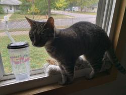 Lost Female Cat last seen 2nd st ne, Minneapolis, MN 55418