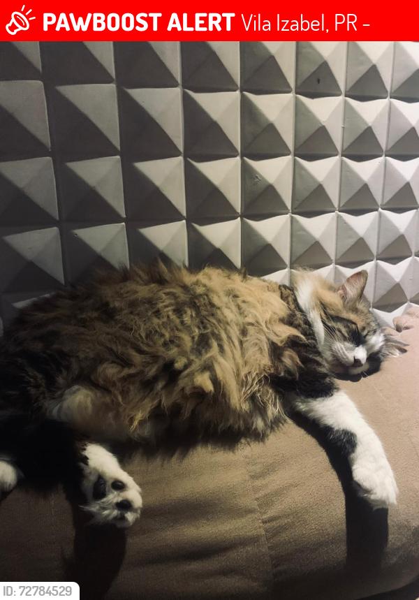 Lost Male Cat last seen Arthur bernardes , Vila Izabel, PR 80320-050