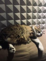 Lost Male Cat last seen Arthur bernardes , Vila Izabel, PR 80320-050