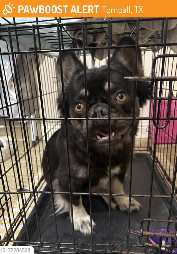 Found/Stray Male Dog last seen willow run and willow path, Tomball, TX 77375
