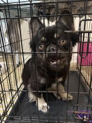 Found/Stray Male Dog last seen willow run and willow path, Tomball, TX 77375