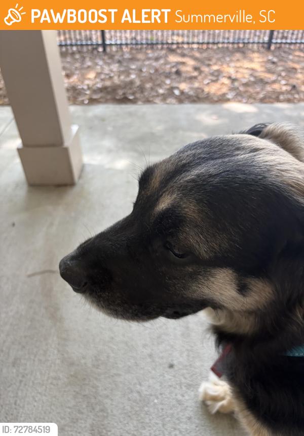 Found/Stray Unknown Dog last seen Congressional Blvd and Butternut Rd, Summerville, SC 29483