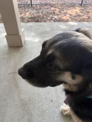 Found/Stray Unknown Dog last seen Congressional Blvd and Butternut Rd, Summerville, SC 29483