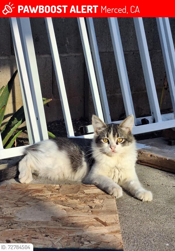 Lost Male Cat last seen Family Dollar, Merced, CA 95340