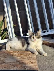 Lost Male Cat last seen Family Dollar, Merced, CA 95340