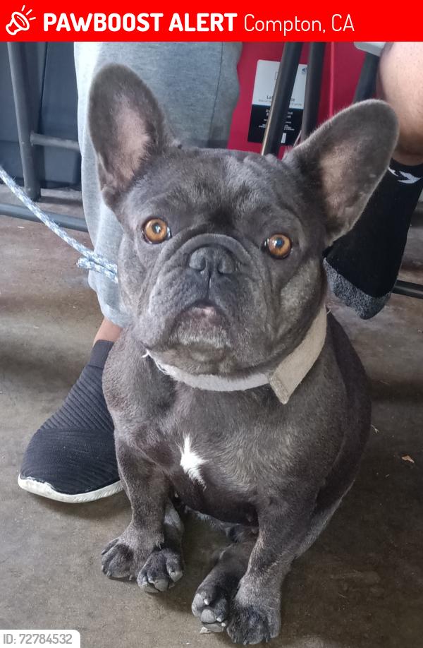 Lost Female Dog last seen Compton Boulevard and North Nestor Avenue, Compton, CA 90220
