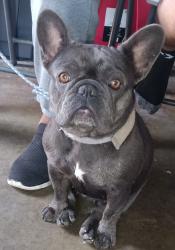 Lost Female Dog last seen Compton Boulevard and North Nestor Avenue, Compton, CA 90220