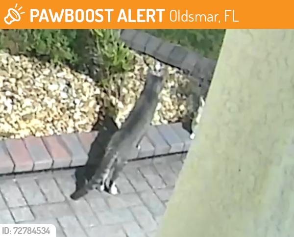 Found/Stray Unknown Cat last seen State St E and Wellington Court, Oldsmar, FL 34677