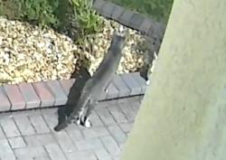 Found/Stray Unknown Cat last seen State St E and Wellington Court, Oldsmar, FL 34677