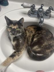 Lost Female Cat last seen by tracy park , Tulsa, OK 74120