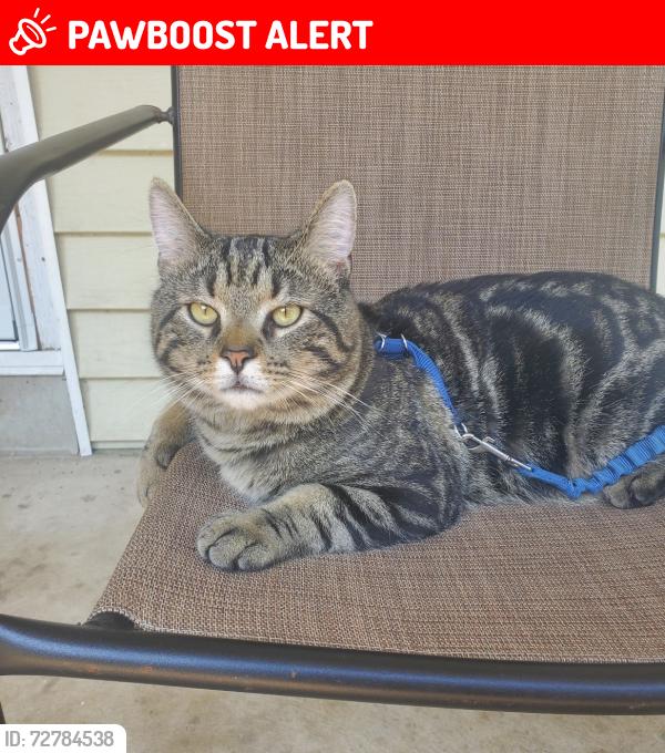 Lost Male Cat last seen Near w southern ave , South Williamsport, PA 17702