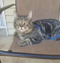 Lost Male Cat last seen Near w southern ave , South Williamsport, PA 17702