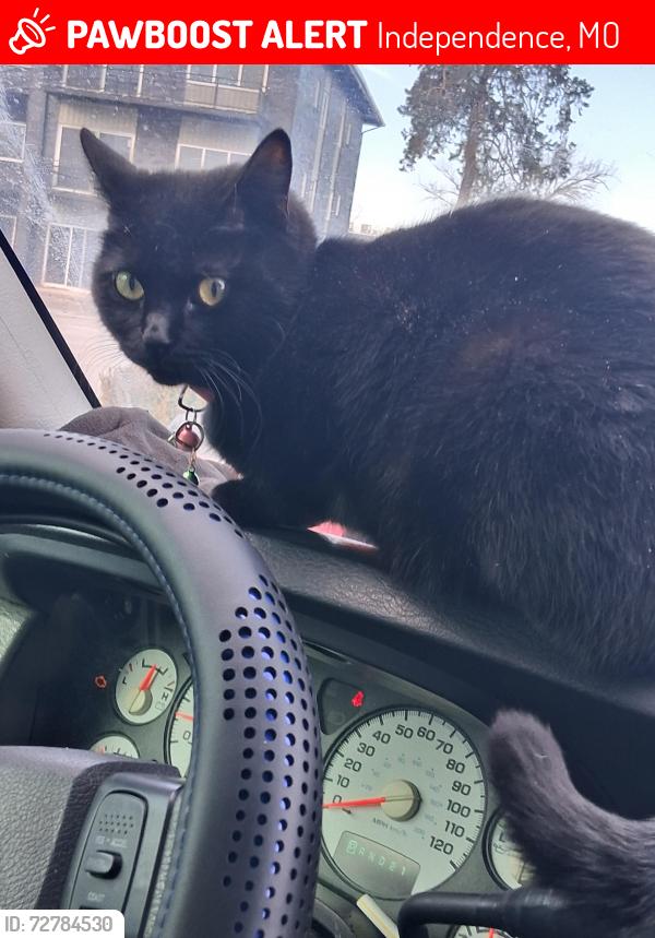 Lost Female Cat last seen Walmart on 40 highway area is where i noticed i couldnt find her could be down toward Hy vee on noland where I physically seen her last, Independence, MO 64055