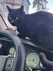 Lost Female Cat last seen Walmart on 40 highway area is where i noticed i couldnt find her could be down toward Hy vee on noland where I physically seen her last, Independence, MO 64055