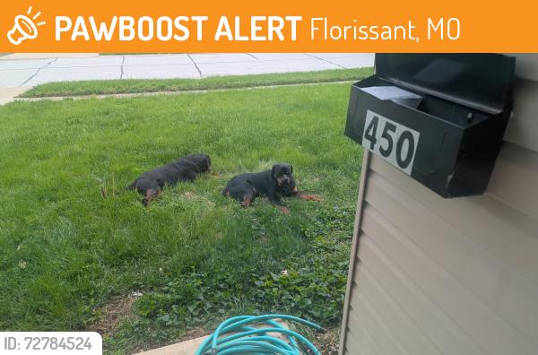 Found/Stray Unknown Dog last seen Lemodale and Patterson , Florissant, MO 63031