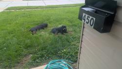 Found/Stray Unknown Dog last seen Lemodale and Patterson , Florissant, MO 63031