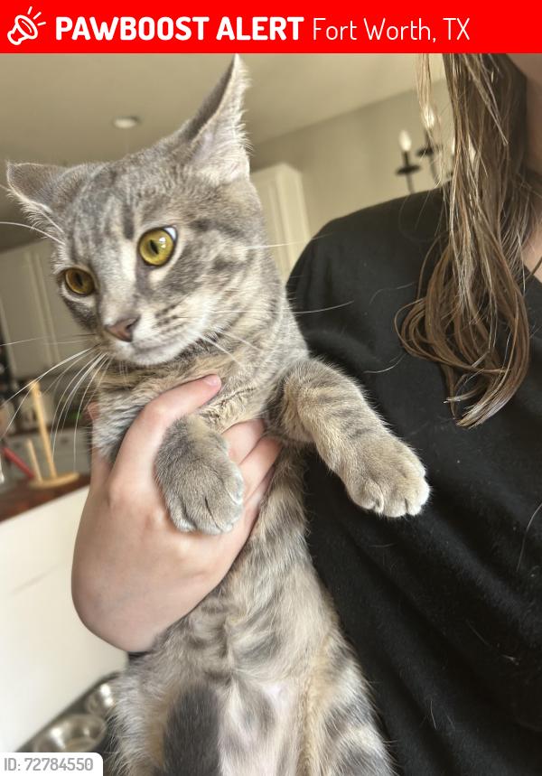 Lost Female Cat last seen Bailey Boswell by Kroger and Boswell high school, Fort Worth, TX 76179