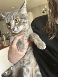 Lost Female Cat last seen Bailey Boswell by Kroger and Boswell high school, Fort Worth, TX 76179