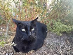 Lost Male Cat last seen Walnut and Batavia , Orange, CA 92868