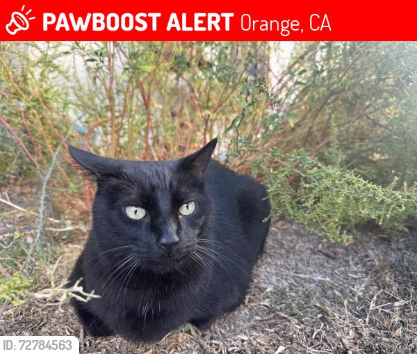 Lost Male Cat last seen Walnut and Batavia , Orange, CA 92868