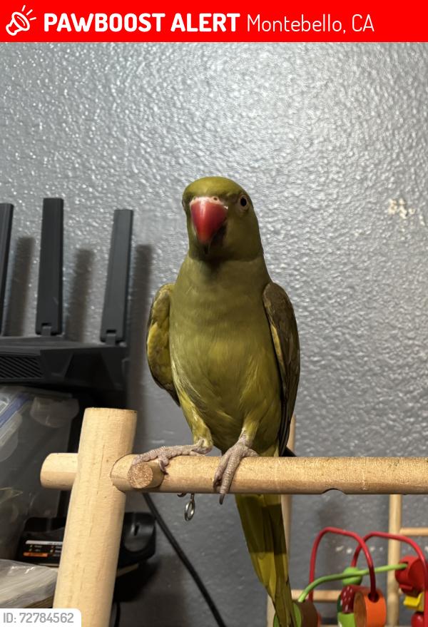 Lost Male Bird last seen Greenwood, Montebello, CA 90640
