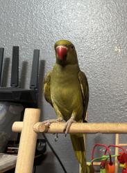 Lost Male Bird last seen Greenwood, Montebello, CA 90640