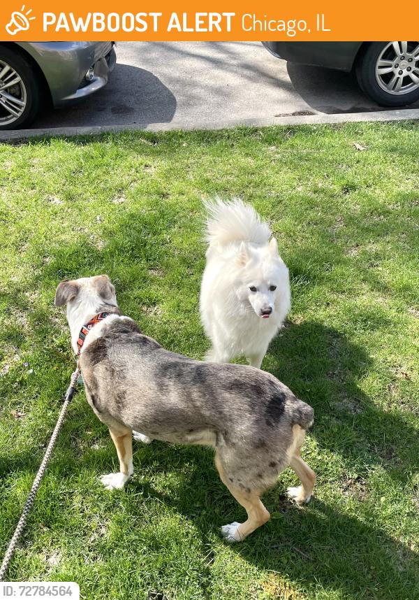 Found/Stray Female Dog last seen N Lockwood Ave and W Hutchinson St, Chicago, IL 60641