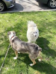Found/Stray Female Dog last seen N Lockwood Ave and W Hutchinson St, Chicago, IL 60641