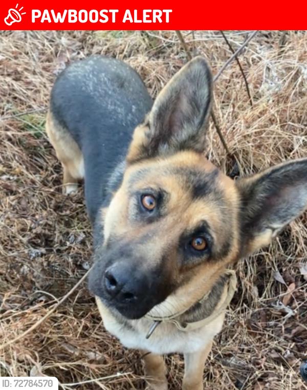 Lost Female Dog last seen Doyle Tennessee , Van Buren County, TN 38581