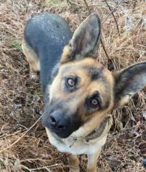 Lost Female Dog last seen Doyle Tennessee , Van Buren County, TN 38581