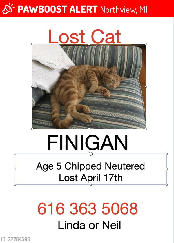 Lost Male Cat last seen Dean Lake area, Northview, MI 49525