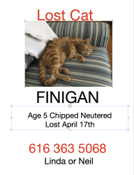 Lost Male Cat last seen Dean Lake area, Northview, MI 49525