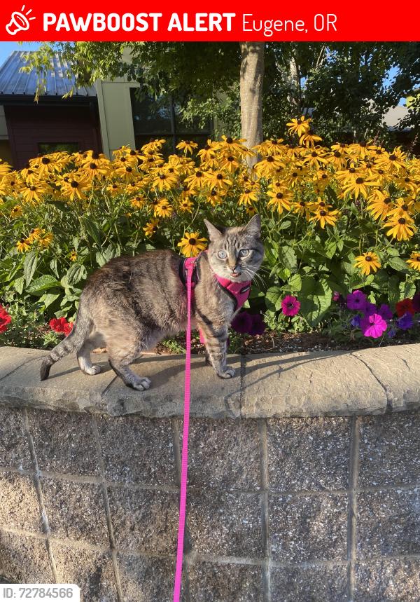 Lost Female Cat last seen Kipling and Shawdowview, Eugene, OR 97408