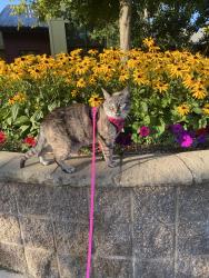 Lost Female Cat last seen Kipling and Shawdowview, Eugene, OR 97408
