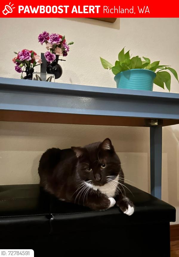 Lost Male Cat last seen Sedona Circle and Rriver Valley Dr. , Richland, WA 99354