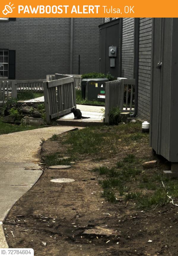 Found/Stray Unknown Cat last seen The YMCA and multiple apmt complexes, Tulsa, OK 74135
