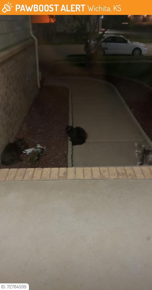 Found/Stray Unknown Cat last seen Near W 35th St S, Wichita, KS 67215