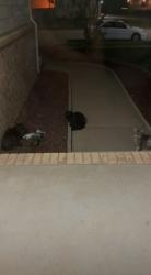 Found/Stray Unknown Cat last seen Near W 35th St S, Wichita, KS 67215