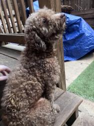 Found/Stray Male Dog last seen Cedar and 53rd, Philadelphia, PA 19143