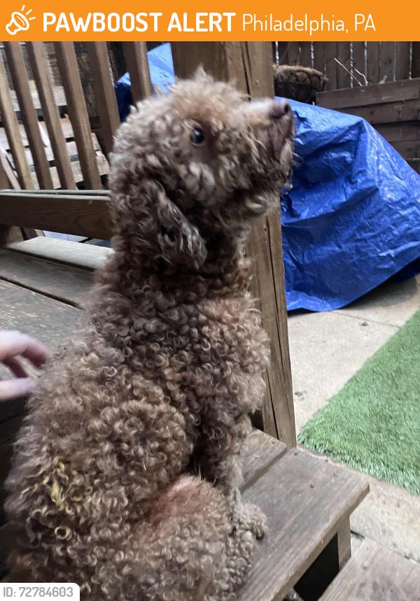 Found/Stray Male Dog last seen Cedar and 53rd, Philadelphia, PA 19143