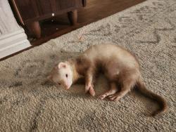Lost Male Ferret last seen Rainbow Creek, San Antonio, TX 78245
