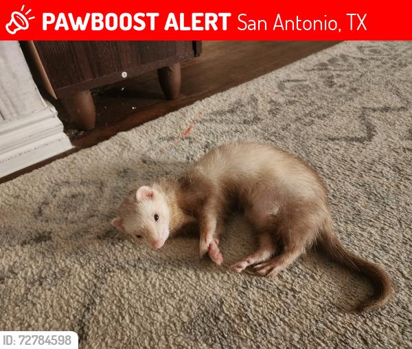 Lost Male Ferret last seen Rainbow Creek, San Antonio, TX 78245