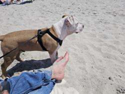 Lost Male Dog last seen Page rd stedman nc28391, Cape Fear, NC 28391