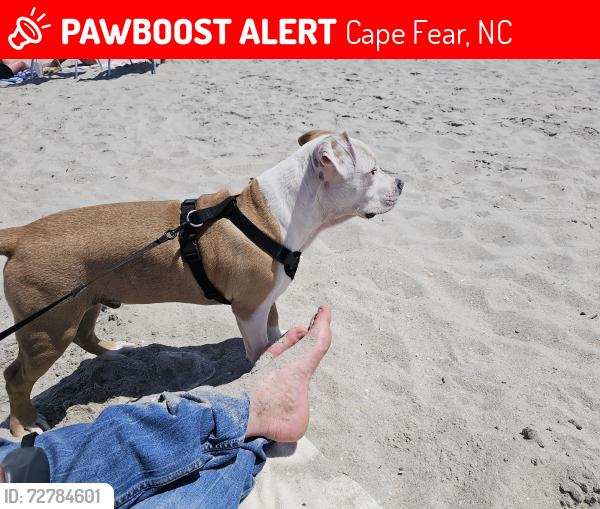 Lost Male Dog last seen Page rd stedman nc28391, Cape Fear, NC 28391