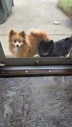 Found/Stray Unknown Dog last seen Kendrick Ct, Hamilton, OH 45011